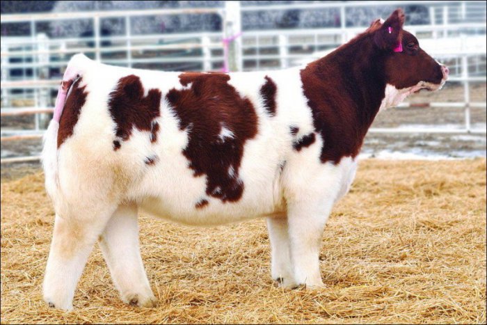 Самые милые коровы в мире (11 фото)