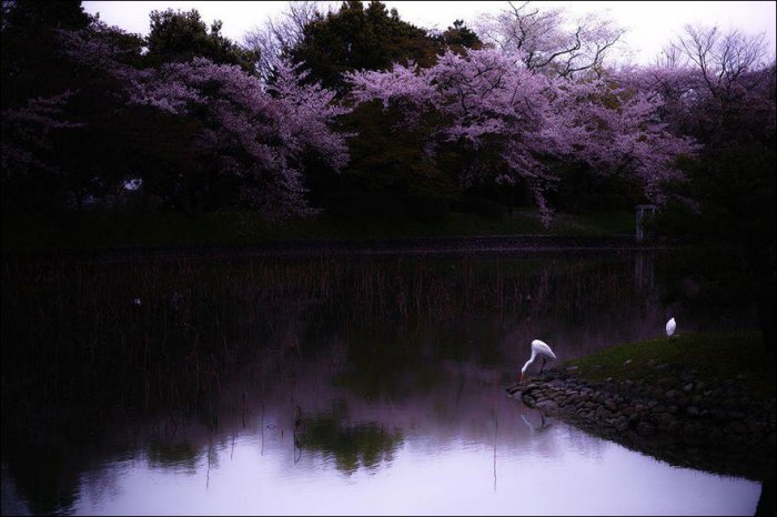 Весна в Японии (16 фото)