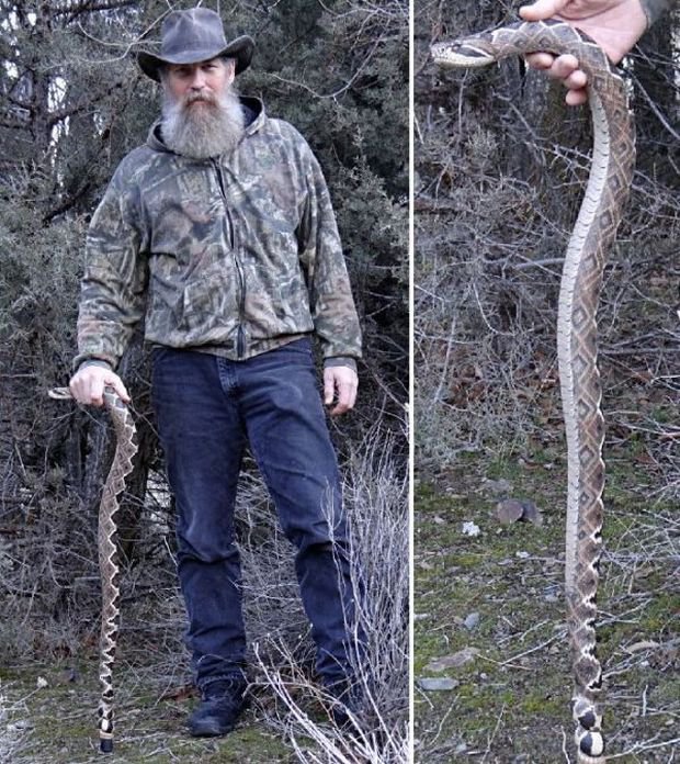 Классная трость в виде змеи (9 фото)