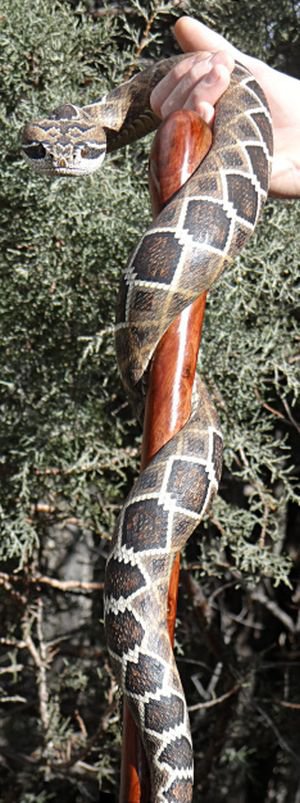 Классная трость в виде змеи (9 фото)