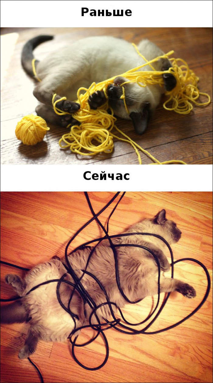 Жизнь котов изменилась (15 фото)