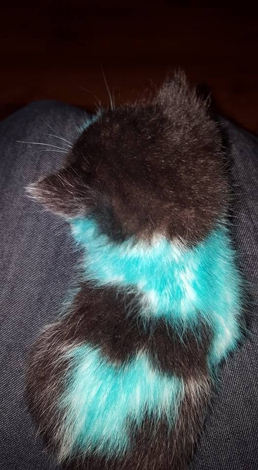 Отмываем цветных котят (8 фото)