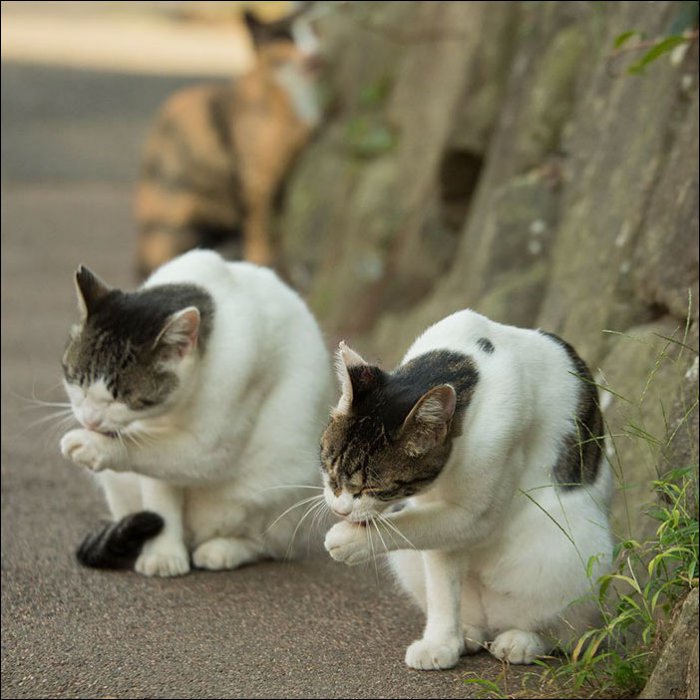 Коты в Токио (18 фото)