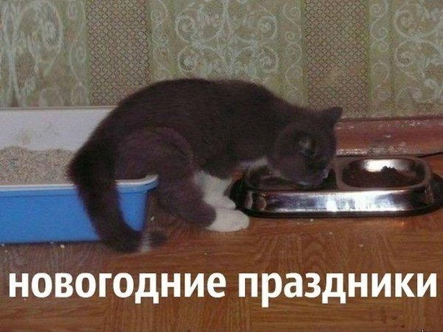 http://zagony.ru/admin_new/foto/2018-12-27/1545905394/novogodnie_memy_i_prikoly_33_foto_3.jpg