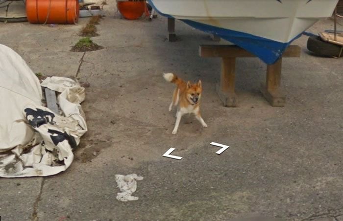 Песик попал на снимки автомобиля Google Street View (8 фото)