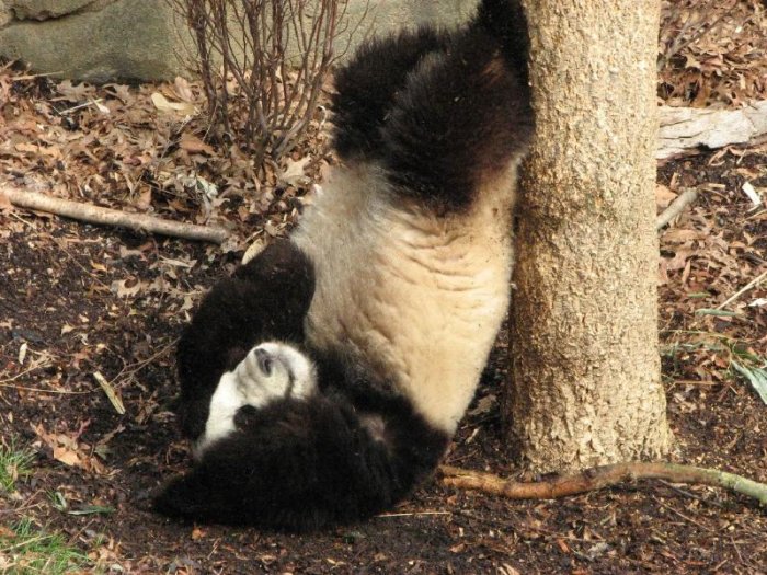 Смешные панды (13 фото)