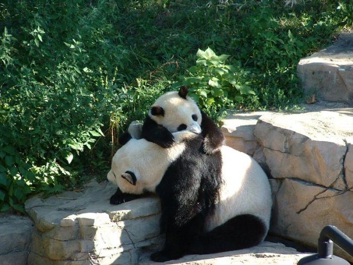 Смешные панды (13 фото)