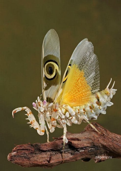 Необычные насекомые (14 фото)