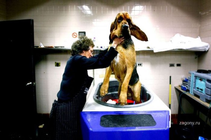 Выставка собак «Вестминстер Кеннел Клаб» (35 фото)