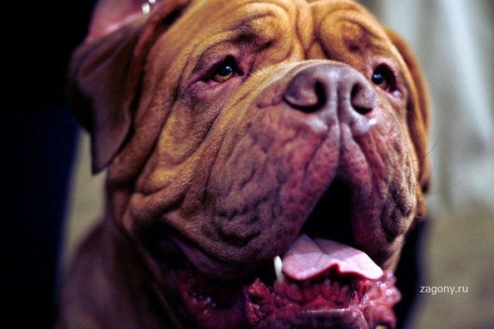 Выставка собак «Вестминстер Кеннел Клаб» (35 фото)