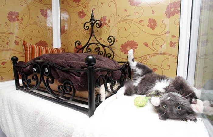 Королевский отель для кошек (14 фото)