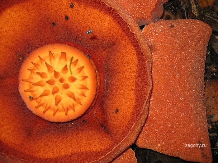 Чудо-цветок Раффлезия (12 фото)