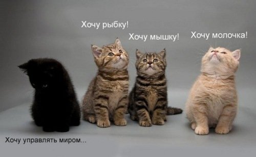http://zagony.ru/uploads/posts/2010-11/1290696727_koti.jpg