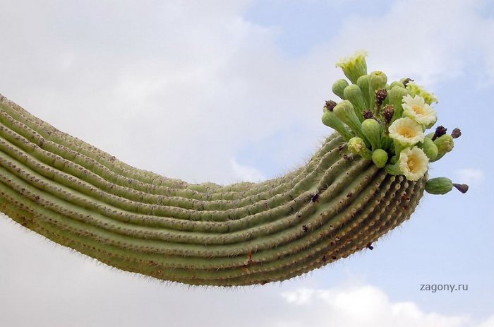 Гигантские кактусы Сагуаро (29 фото)