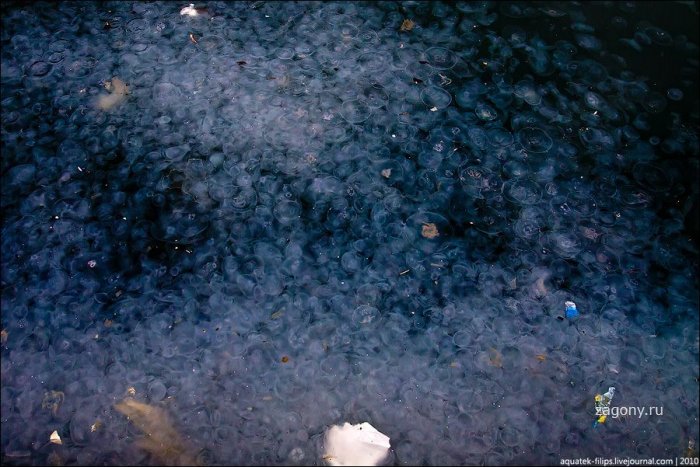 Нашествие медуз на Балаклаву (12 фото)