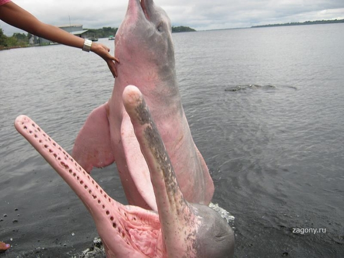 Розовые дельфины (11 фото)