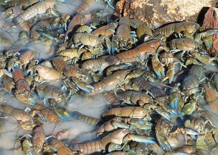 Река Купер-Крик - лучшее место для ловли раков (20 фото)