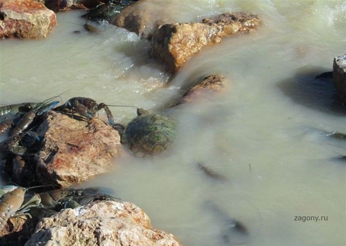 Река Купер-Крик - лучшее место для ловли раков (20 фото)