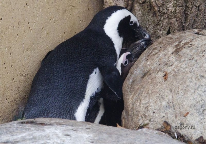 Пингвины - геи (8 фото)