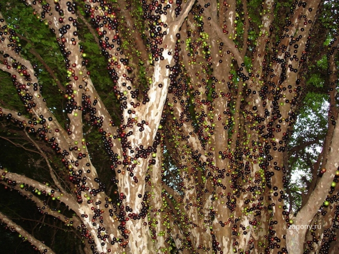 Джаботикаба – удивительное дерево (10 фото)