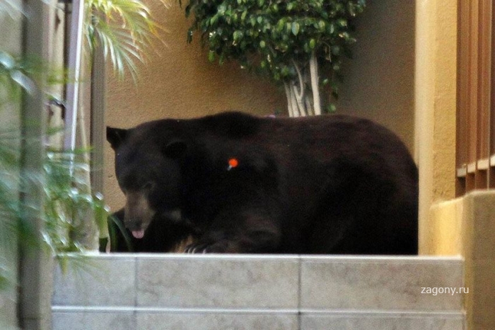 Медведь в гостях (12 фото)