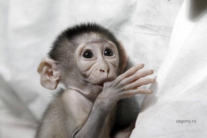 Брошенная обезьянка (9 фото)