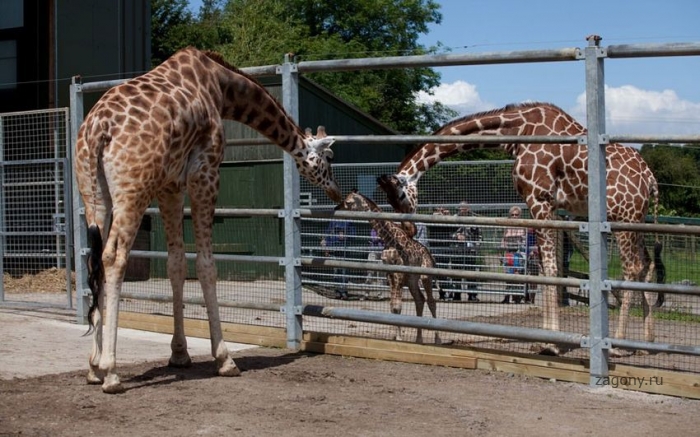 Новорожденный жираф (9 фото)