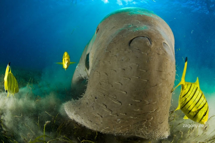 Подводный мир Стива Блума (24 фото)