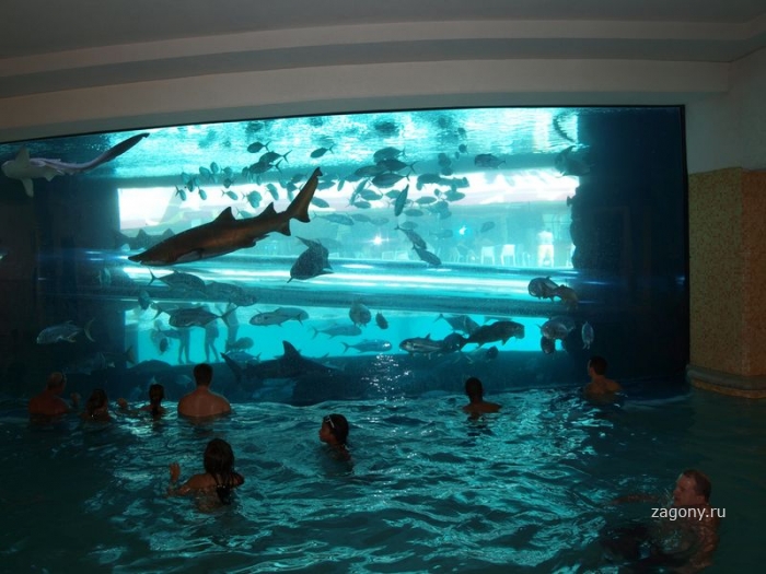 Водные горки в бассейне с акулами (15 фото)