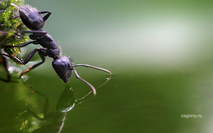 Макрофотографии улиток и насекомых под дождем (12 фото)