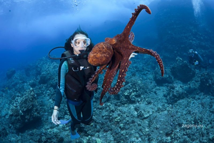 Жизнь в океане – подводные фотографии Дэвида Флитэма (15 фото)