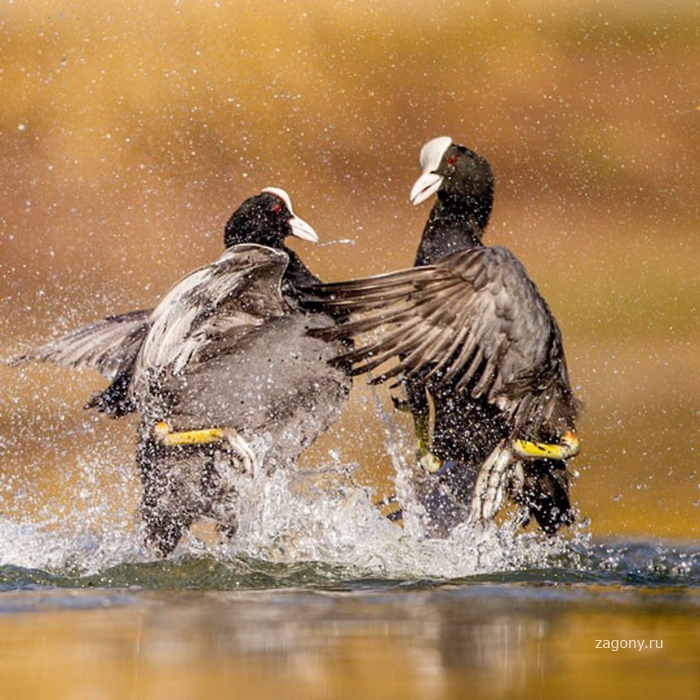 Победители конкурса The British Wildlife Photography Awards 2012 (27 фото)