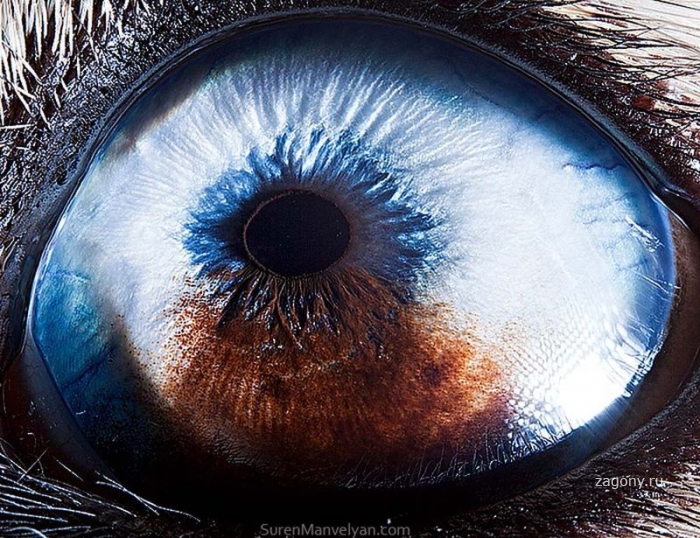 Такие удивительные глаза животных (25 фото)