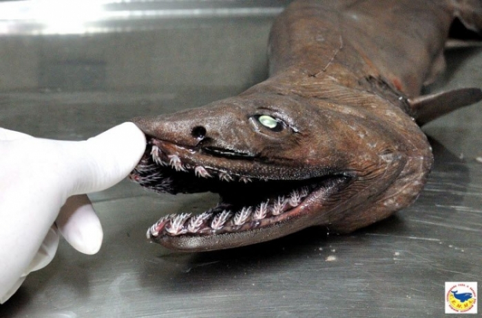 Живое ископаемое - Плащеносная акула (16 фото)
