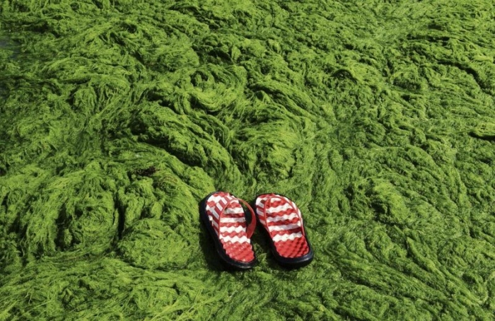 Огромное колличество зеленых водорослей заблокировали пляжи Китая (5 фото)