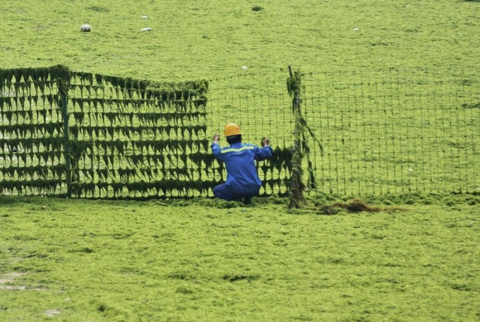 Огромное колличество зеленых водорослей заблокировали пляжи Китая (5 фото)