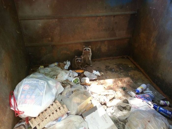 Еноты в мусорном баке (8 фото)