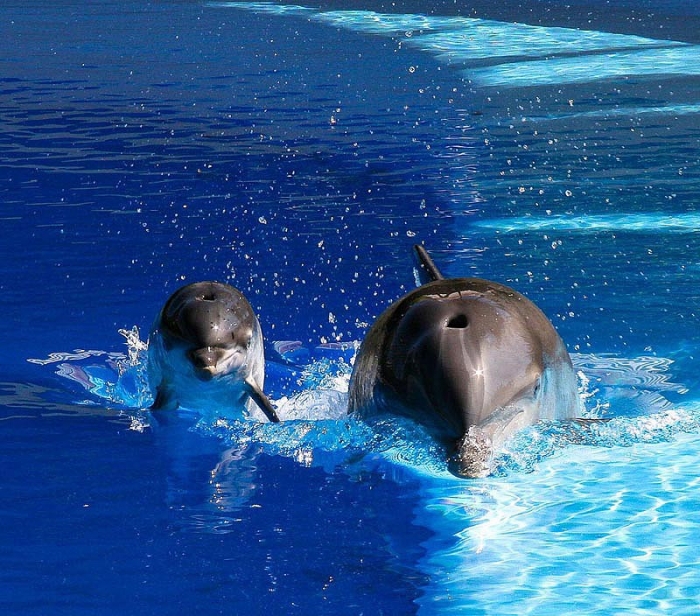 Красивые фотографии дельфинов (20 фото)