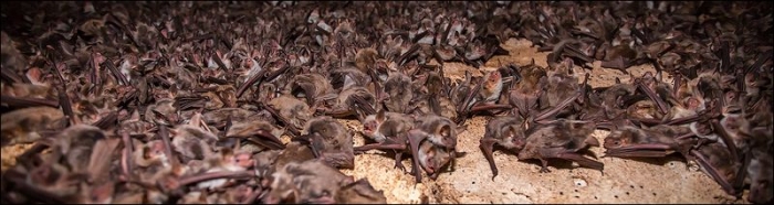 Оргия летучих мышей (10 фото)
