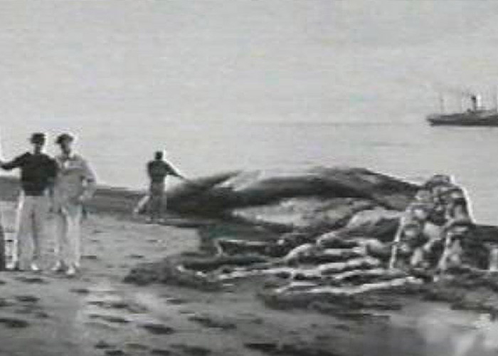 Самый большой кальмар в мире фото