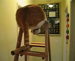 Смешной кот на лестнице (3.920 MB)