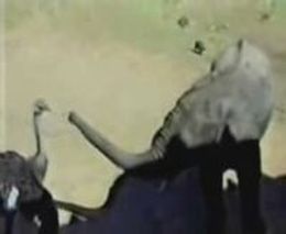 Слон и страус (823.440 KB)