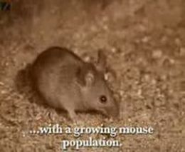 Мышки-дигустаторы
