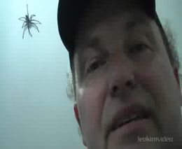 Как ловить паука (2.195 MB)