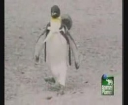 Пингвин идет на шоппинг (5.370 MB)