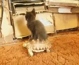 Котенок катается на черепахе (2.769 MB)
