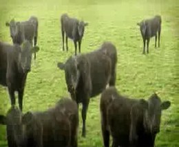 Коровы,