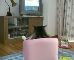 кошак смотрит телевизор как человек (1.873 MB)