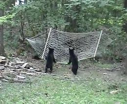 Медвежата играют с гамаком (3.179 MB)