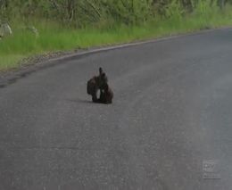 Медвежата играются на дороге (5.200 MB)